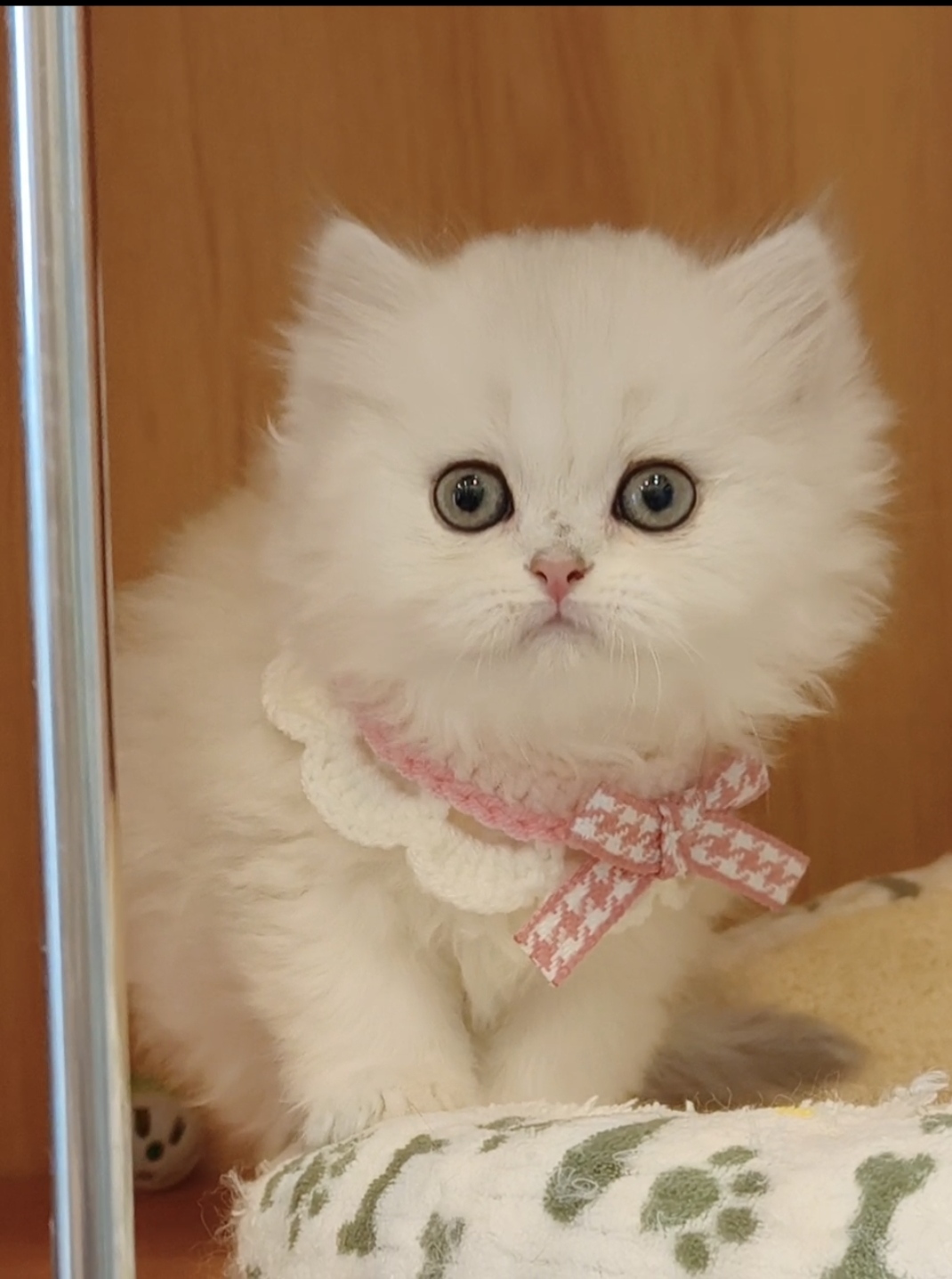 非常甜美的银渐层长毛,送套用品